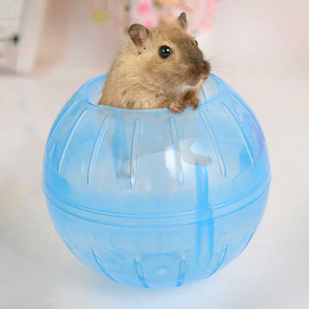 hamster-in-ball | Compact Critters